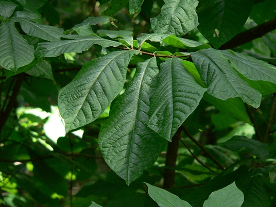 {Asimina triloba}